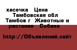хасечка › Цена ­ 8 000 - Тамбовская обл., Тамбов г. Животные и растения » Собаки   
